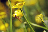 Spider and Buttercups