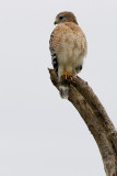 Red Shouldered Hawk