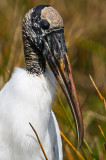 Wood Stork