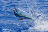 Sailfish