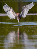 Reddish Egret