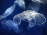 ISO 12800 - Jellyfish