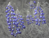 Lupins:  Partial Monochrome