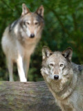 Wolves - Northwest Trek