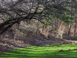 Green grass