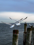Winging it