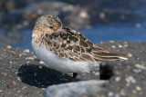Drieteenstrandloper / Sanderling