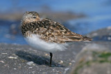 Drieteenstrandloper / Sanderling