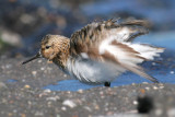 Drieteenstrandloper / Sanderling