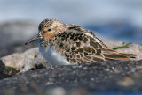 Drieteenstrandloper / Sanderling