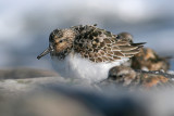 Drieteenstrandloper / Sanderling