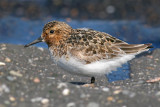 Drieteenstrandloper / Sanderling