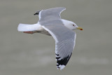 Pontische Meeuw / Caspian Gull