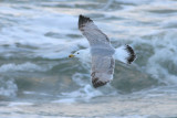 Geelpootmeeuw / Yellow-legged Gull