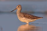 Groenpootruiter / Greenshank