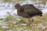 Zwarte Ibis / Glossy Ibis