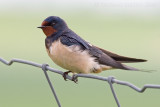 Boerenzwaluw / Barn Swallow