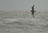 Middelste Jager / Pomarine Skua