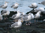 Pontische Meeuw / Caspian Gull