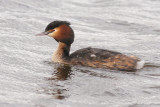 Fuut / Great-crested Grebe