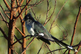 Levaillants Cuckoo (Striped Cuckoo)