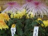 Chrysanthemums