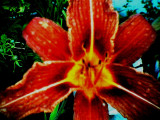 coldsummerflowers2004.jpg