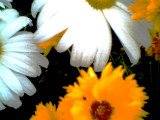 coldsummerflowers2018.jpg