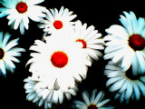summercoldfrontflowers008.jpg