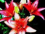 summercoldfrontflowers015.jpg