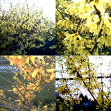 collage106.jpg