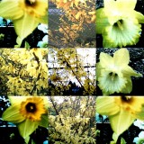 collage113.jpg
