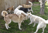 Wulik Siberian Sled Dogs