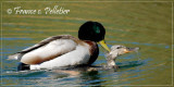 Accouplement Canard colvert_DSC7828.jpg