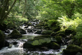 Jungle conditions in the English lakes