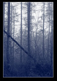An Ode to the dull days of winter.