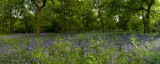 Blue Bells _Panorama2 ( Best viewed at full size)