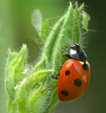 A meal for a ladybird