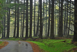 Road through the woods