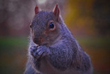 Squirrel Nutkin