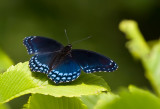 Red-spotted Purple 8050