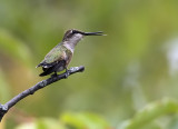 Ruby-throated Hummingbird