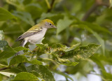 Chestnut-sided Warbler