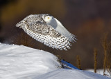 Snowy Owl Flight