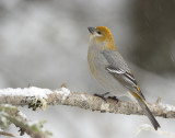 Pine Grosbeak female I3W6275