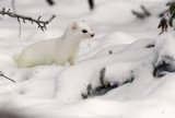 Short-tailed Weasel 3W6963