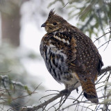 Ruffed Grouse 3W7102b