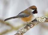 Boreal Chickadee 3W7405