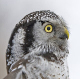 Northern Hawk Owl 3W7283