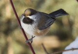 Boreal Chickadee 3W7807